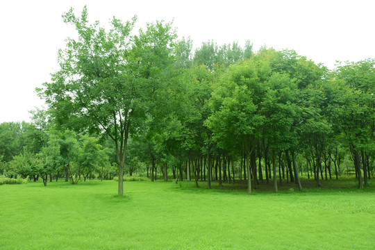草地绿树