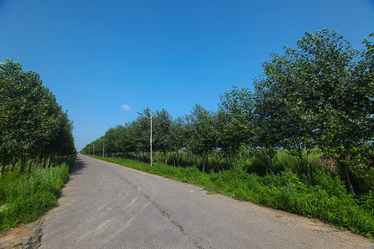 田间路