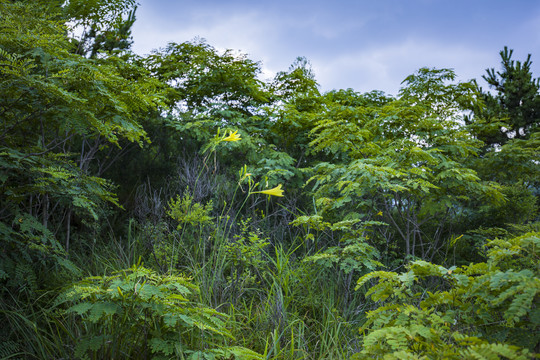 青岛崂山植被