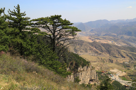 北岳恒山古松