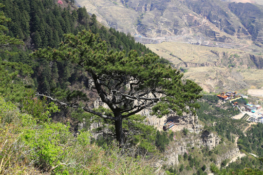 北岳恒山古松