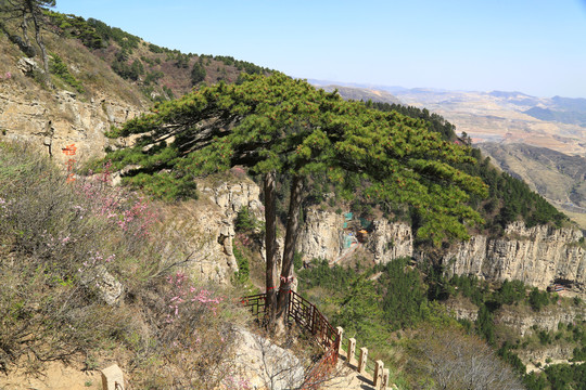 北岳恒山姐妹松