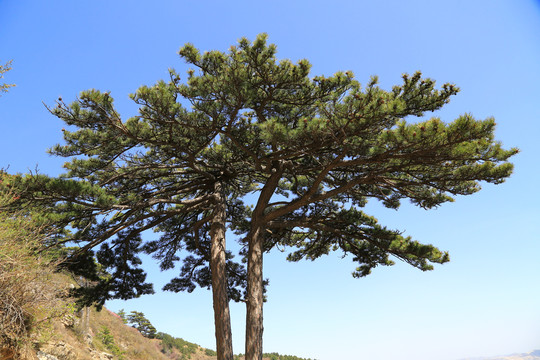 北岳恒山姐妹松