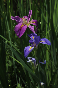 花菖蒲