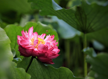 荷花与蜜蜂