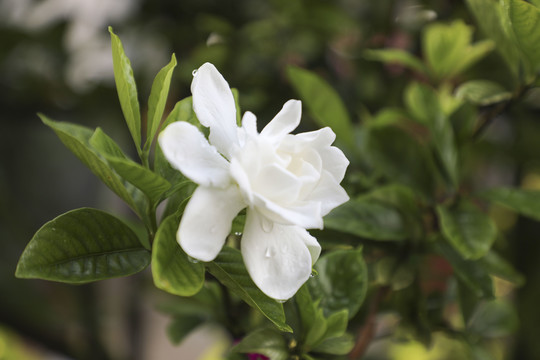 栀子花特写