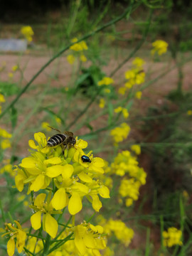 油菜花