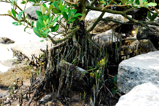 海边植物海榄雌
