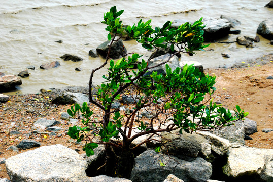 海边小树