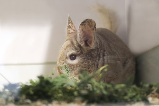 在吃草料的龙猫