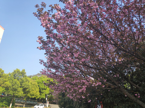 粉色樱花