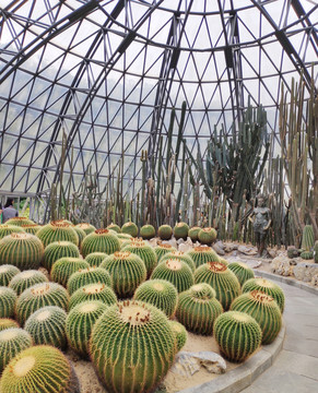 仙湖植物园非洲园仙人球