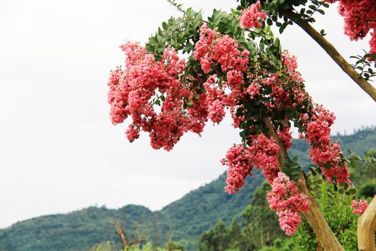 观赏紫荆花树