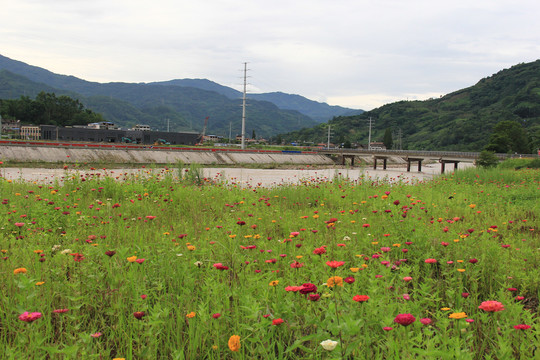 五颜六色的多花百日菊