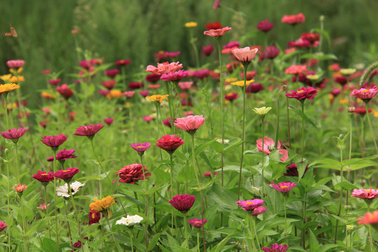 五颜六色的多花百日菊