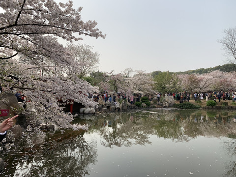 武汉东湖樱花园