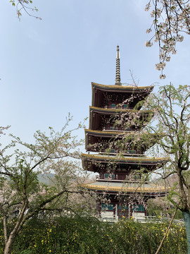 武汉东湖樱花园