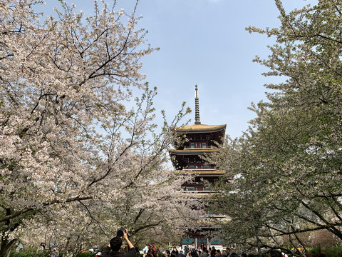 武汉东湖樱花园