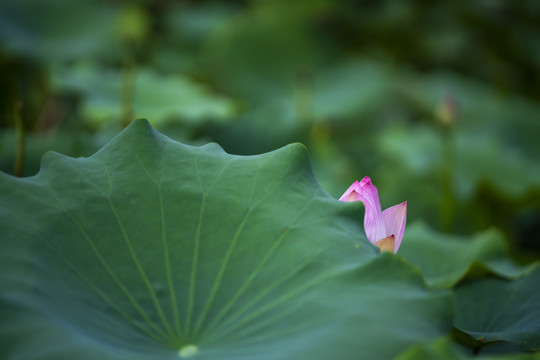 含羞荷花