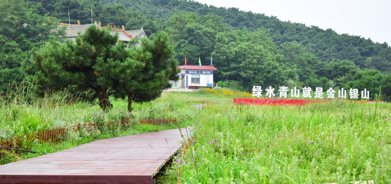 绿色草地间的步道