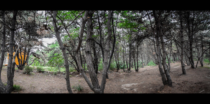 电影质感松树林风景