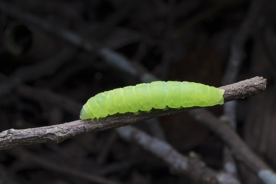 虫