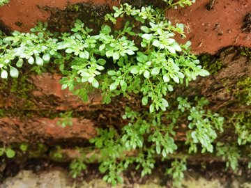 植物