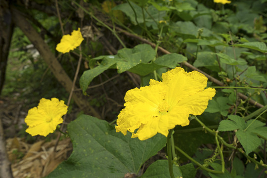 丝瓜花