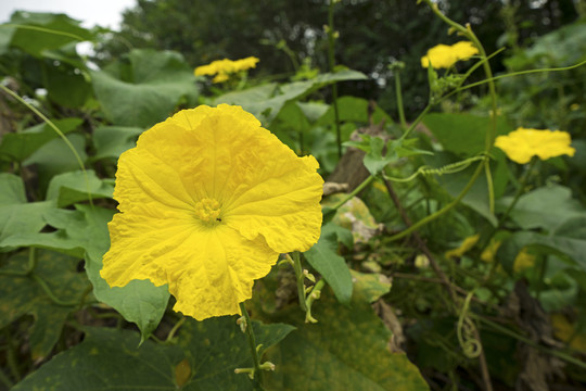 丝瓜花