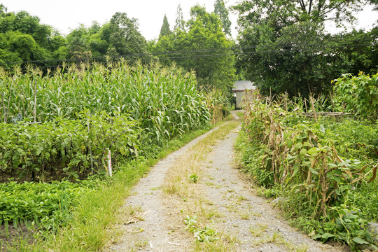 乡间小路