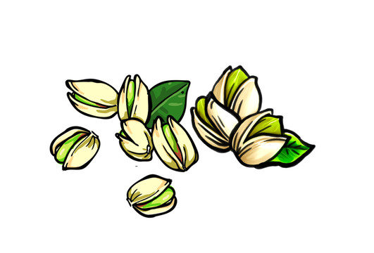 開心果插畫