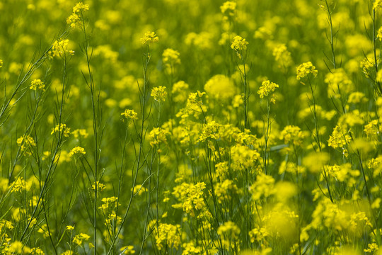 油菜花