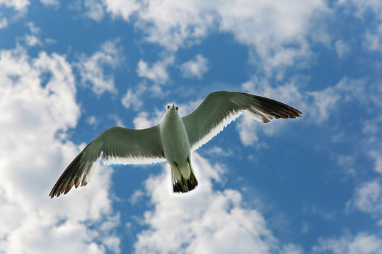天空中展翅翱翔的海鸥