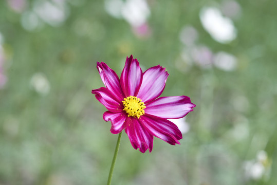 格桑花