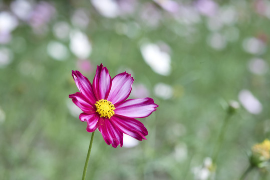 格桑花