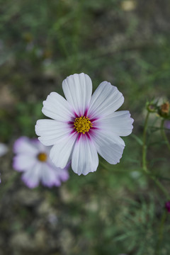 格桑花