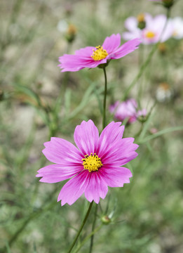 格桑花