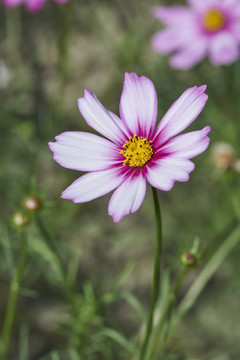 格桑花