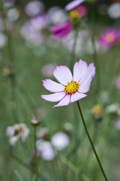 格桑花