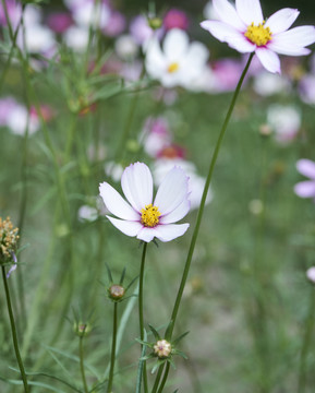 格桑花