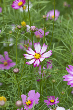 格桑花