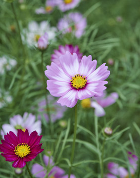 格桑花