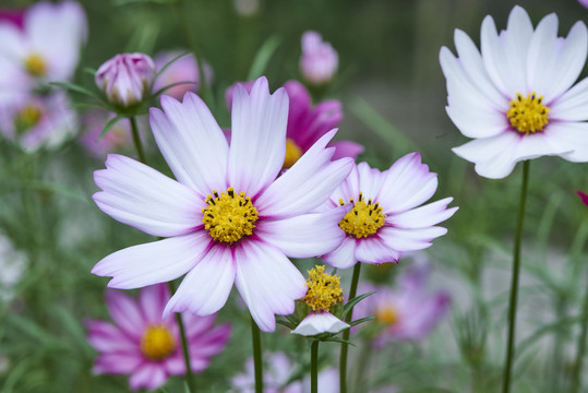 格桑花