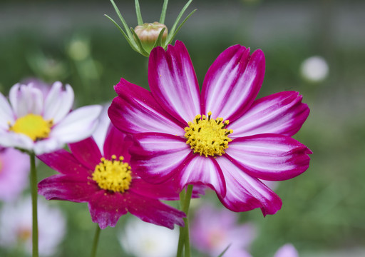 格桑花