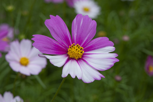 格桑花