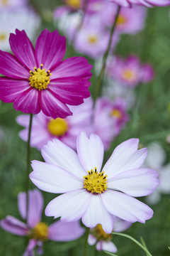 格桑花