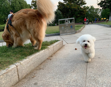 比熊犬