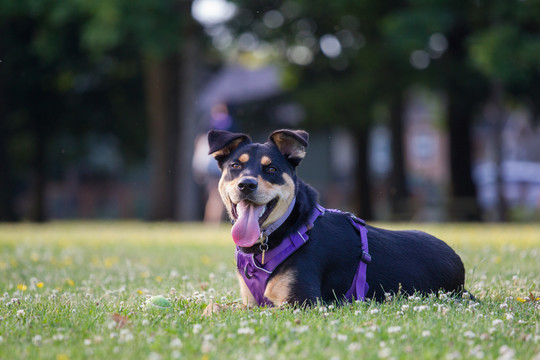 混血罗威纳犬