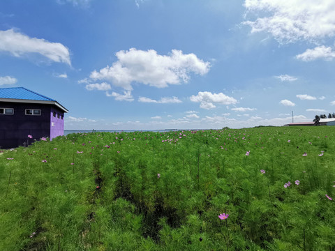 草原风景