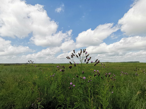 草原风景